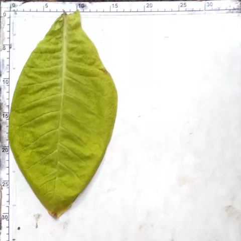 Киевский Мутант_l