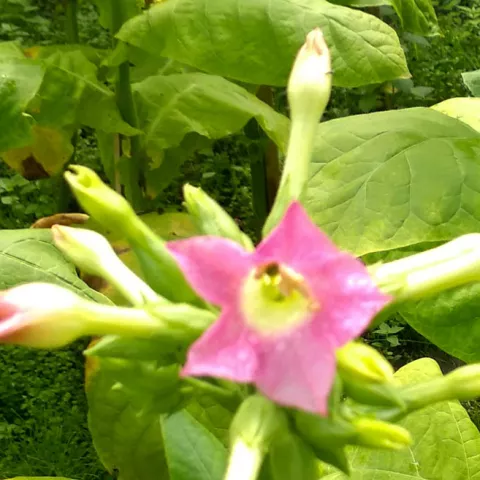 Киевский мутант_fl