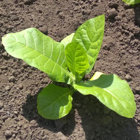 Крупнолистный Б3