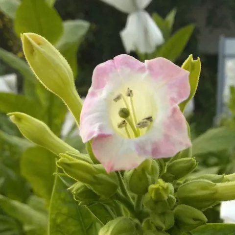 Крупнолистный Б3_fl