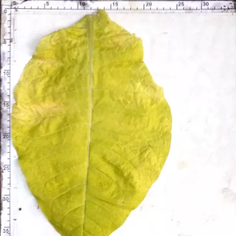 Крупнолистный Б3