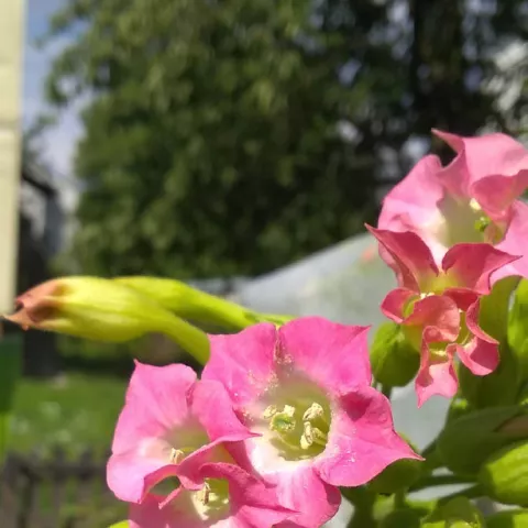 Многолистный 55_fl