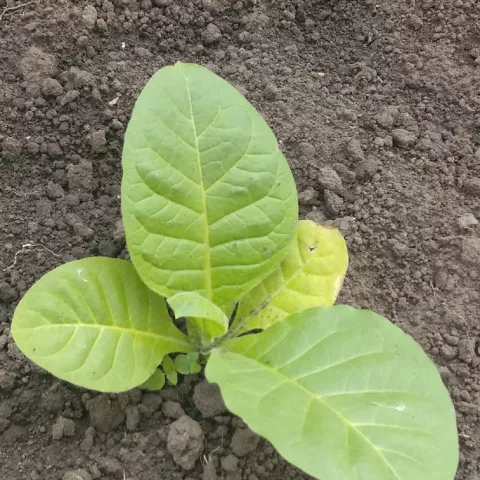 Остролист 451