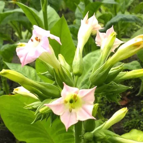 Остролист 451_fl