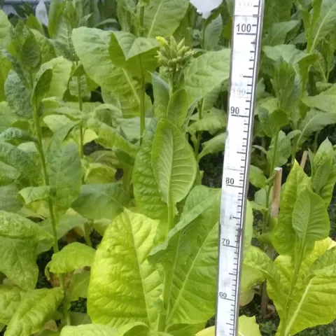 Остролист 451_k