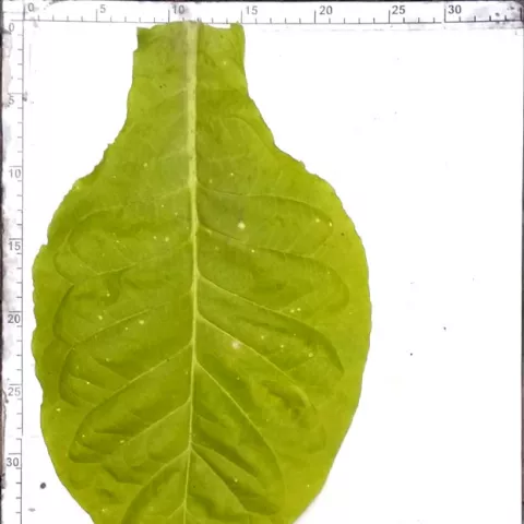 Остролист 451_l