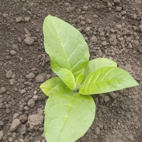 Трапезонд 168