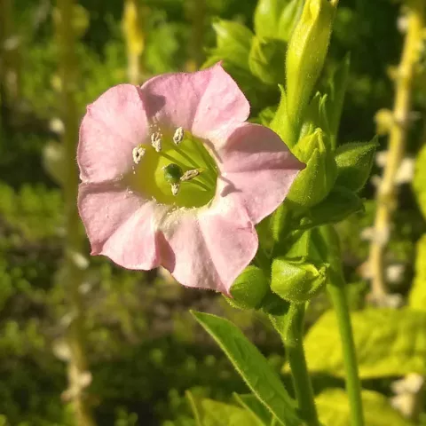 Трапезонд 168_fl