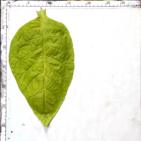 Трапезонд 168_l3