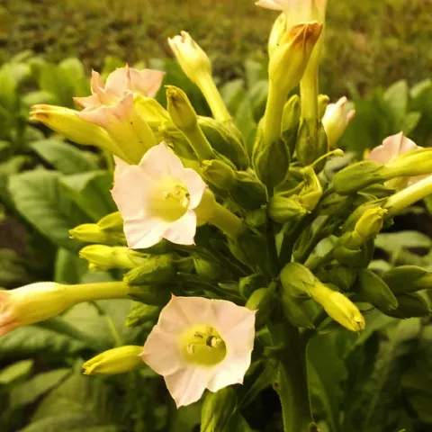 Bajina Basta Yaka_fl