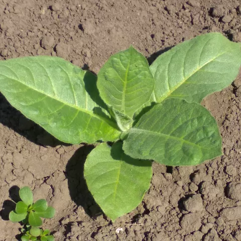 Cigar Wrapper Dom Rep Olor