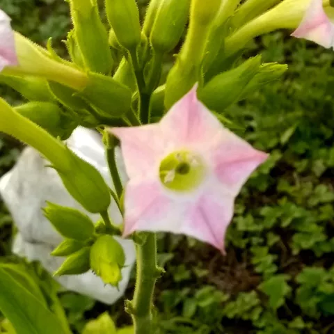 Cigar Wrapper Domin. Olor_fl