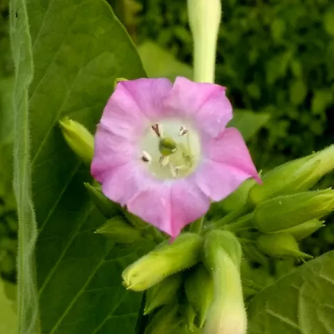 Criollo Misionero_fl