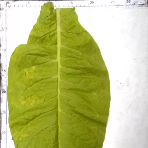 Dominicana Rep Olor_l