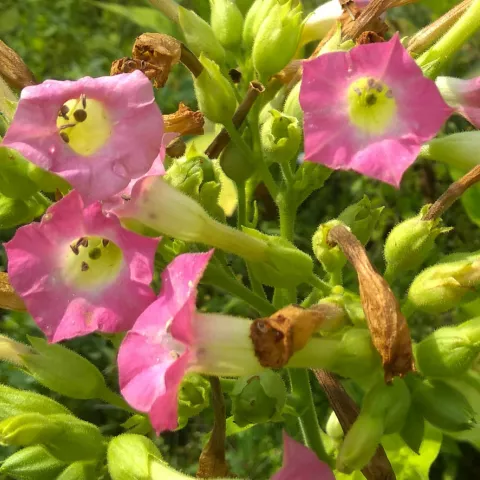 Florida Sumatra_fl_1