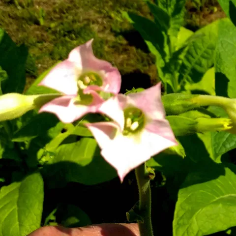 Hasiende del Cura_fl