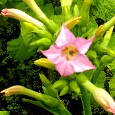 Improved Gold Leaf_fl