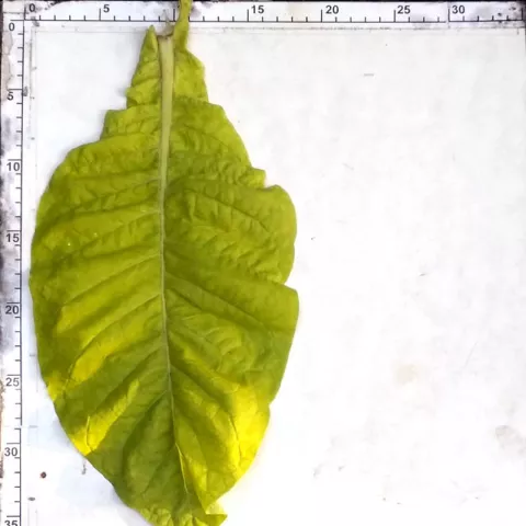 Improved Gold Leaf_l