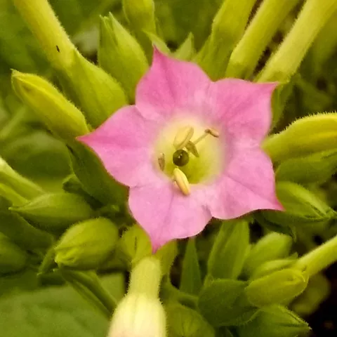 John Dingess Conn BDL_fl