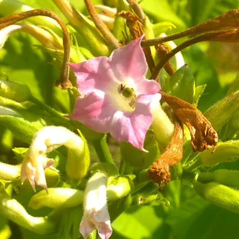 Perique Louisiana_fl