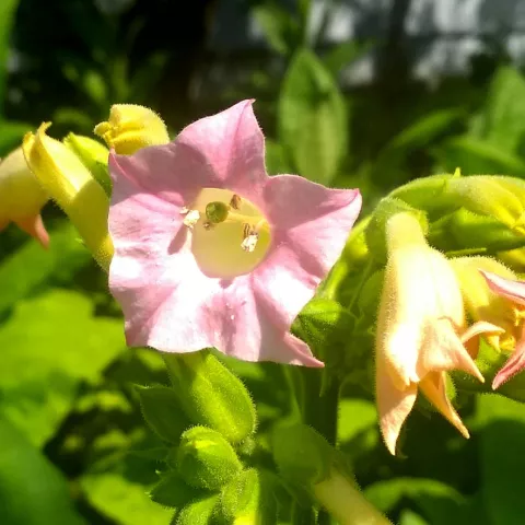 VA Gold Feinzucht_fl