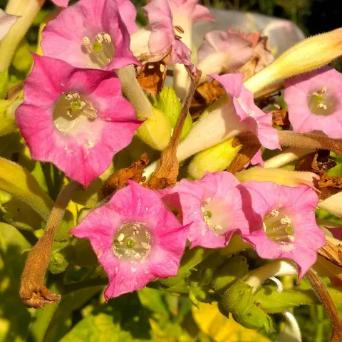 VA Gold Feinzucht_fl1