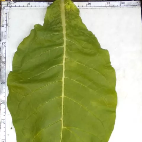 VA Gold Feinzucht_l1