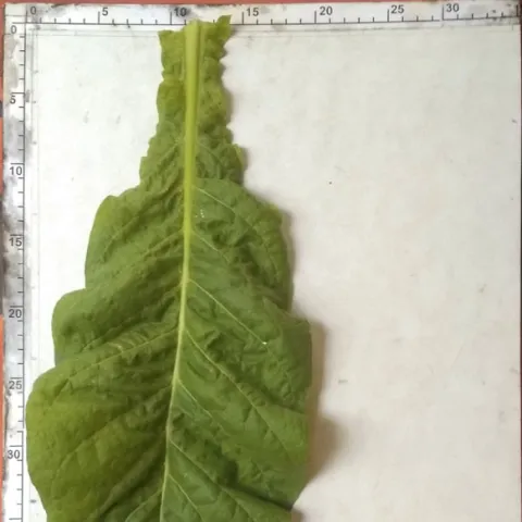 Название LAFC 53_l