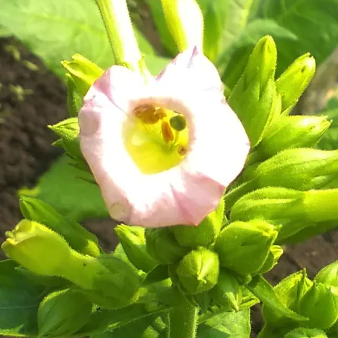 Американ 248_fl