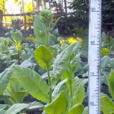 Американ 248_1