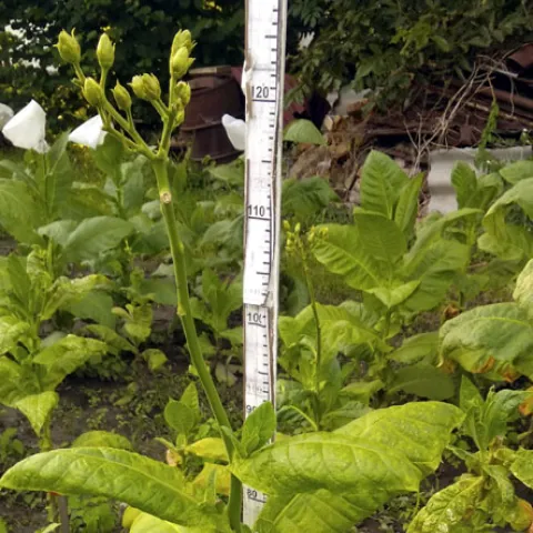 Американ 248_k