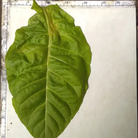 Американ 248_l