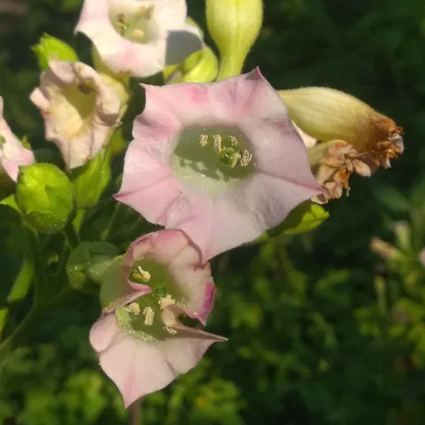 Дюбек Новый_fl