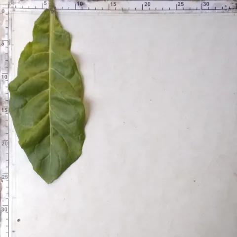 Дюбек Новый_l