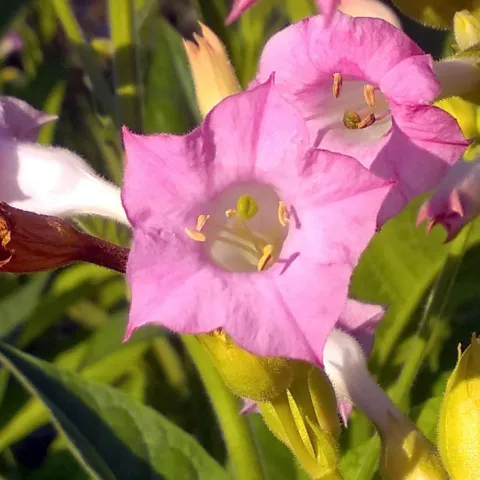 American VA PVYr light_fl