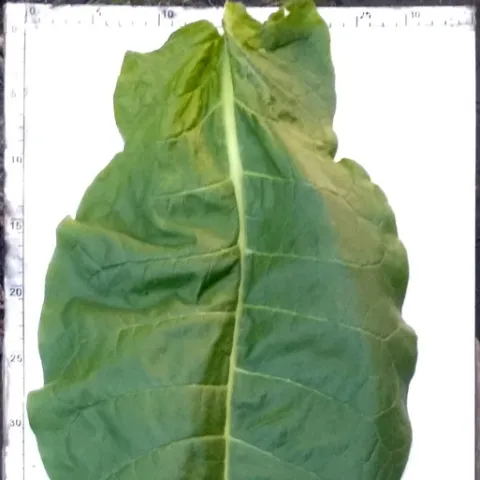 American VA PVY dark_l