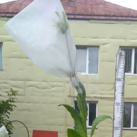 Dominican Republic Olor_k