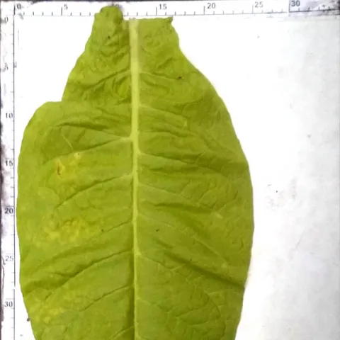 Dominican Republic Olor_l