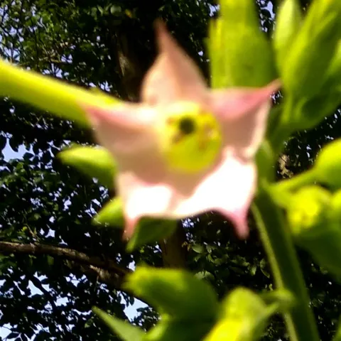 Dominican Republic Olor_fl