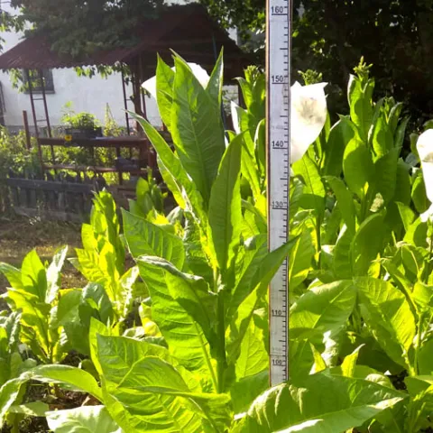 Dominican Republic Olor_1