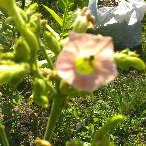 Название Native 9_fl