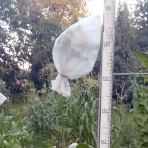 Название Native 9_k