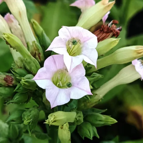 Американ 572_fl