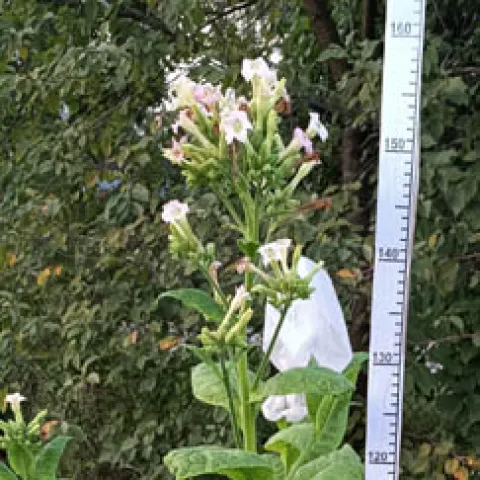 Американ 572_k