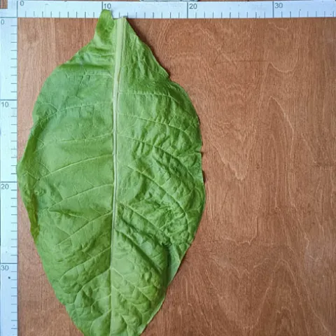 Американ 572_l