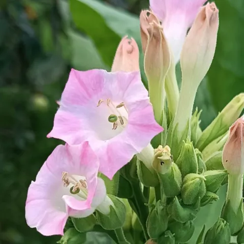 Махорковидный_fl