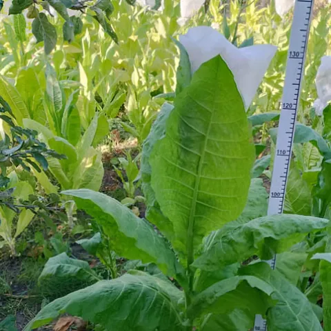 Махорковидный_k