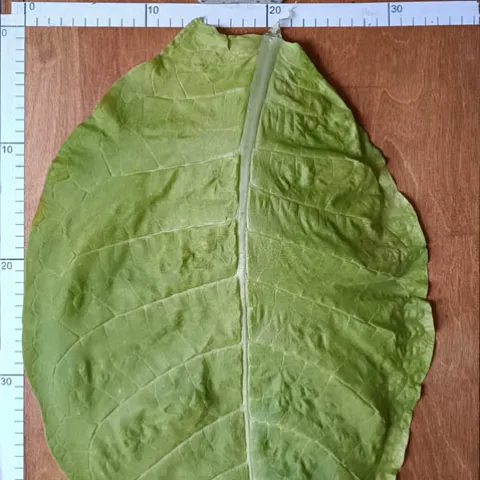 Махорковидный_l