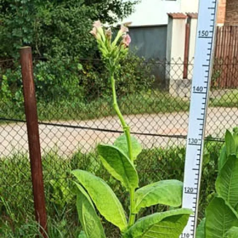 Остролист_k