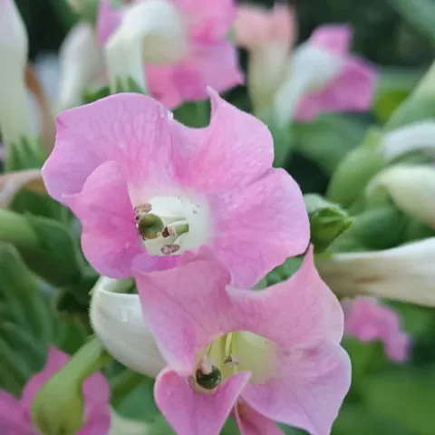 Остролист 6_fl